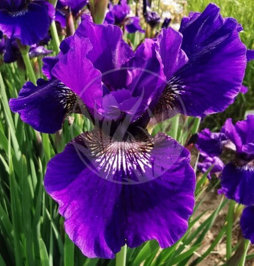 Pussian Blue IMG_20220603_171545upr rozměr vodoznak